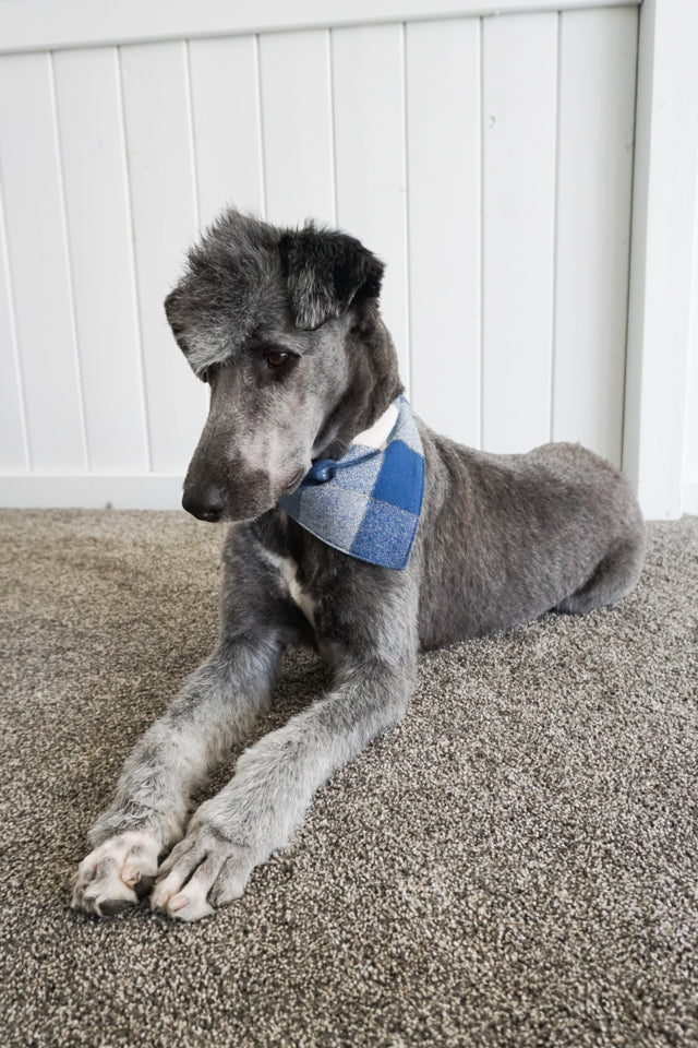 Dog Bandana Sewing Pattern and Tutorial