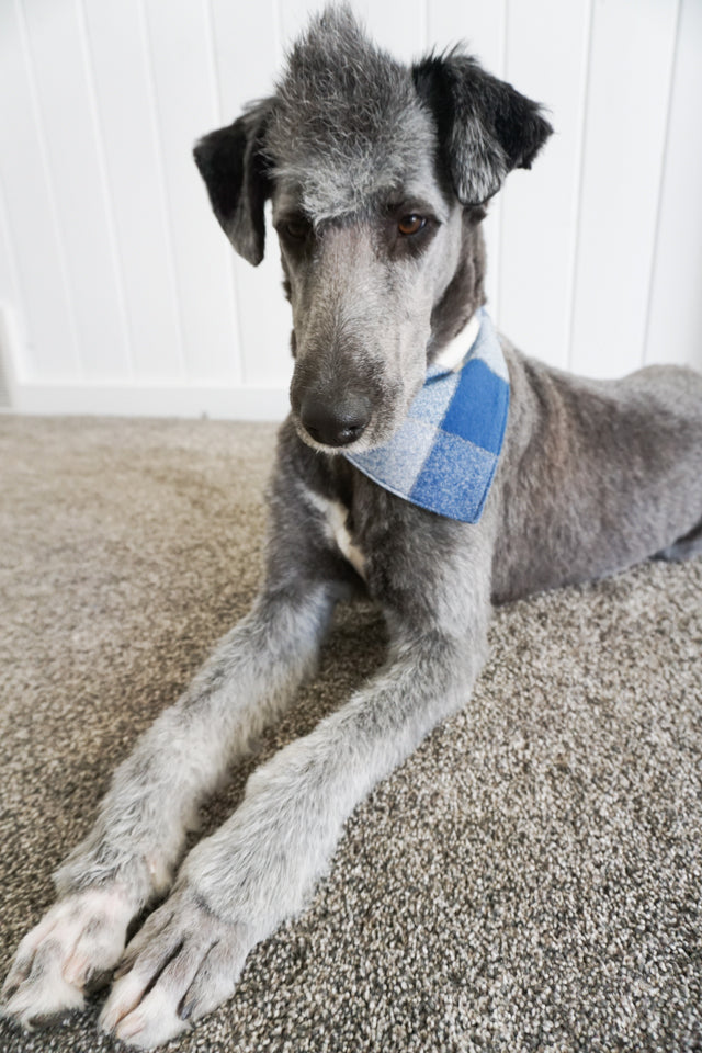 Dog Bandana Sewing Pattern and Tutorial